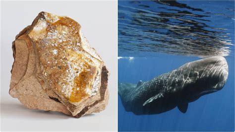 whale vomit perfume price|whale vomit price per kg.